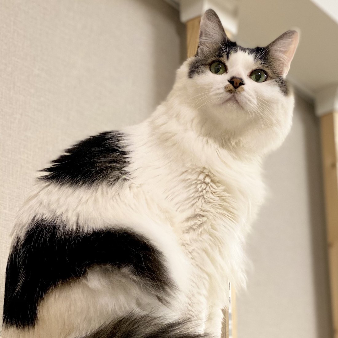 棚の上に座る白い長毛の猫の写真